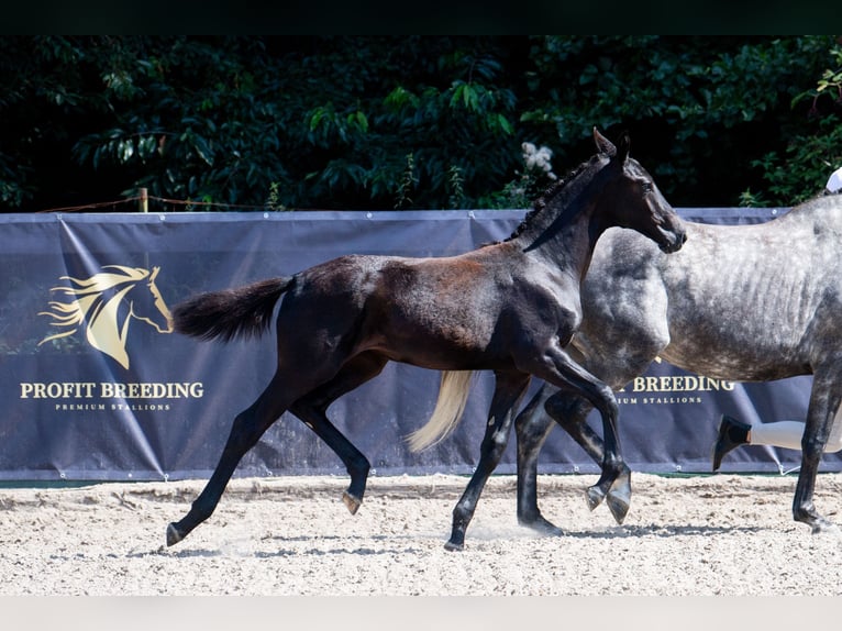 Oldenburg Mare 1 year 13,2 hh Grey in Gogołowa