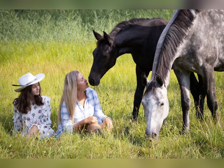 Oldenburg Mare 1 year 13,2 hh Grey in Gogołowa