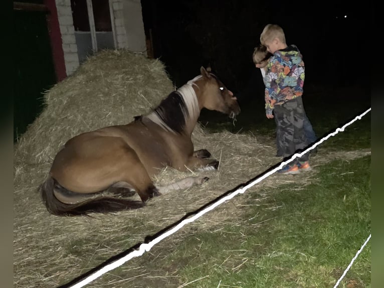 Oldenburg Mix Mare 1 year 14 hh Grullo in Gol&#xDF;en