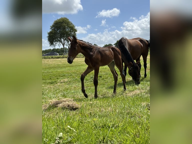 Oldenburg Mare 1 year 14,3 hh Brown in Esens