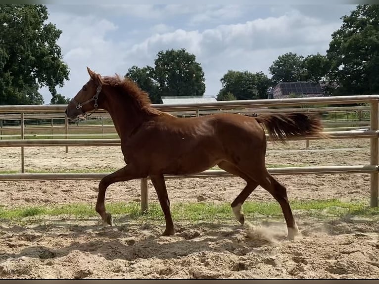 Oldenburg Mare 1 year 15 hh Chestnut-Red in Westoverledingen