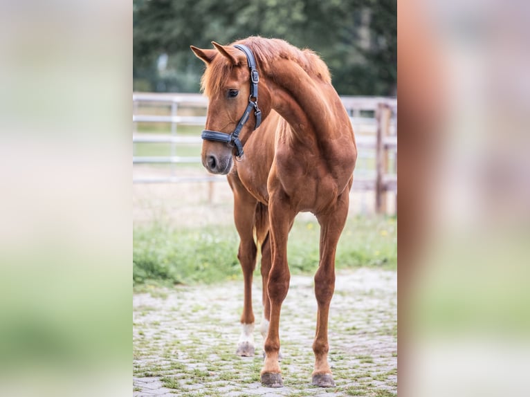 Oldenburg Mare 1 year 15 hh Chestnut-Red in Westoverledingen