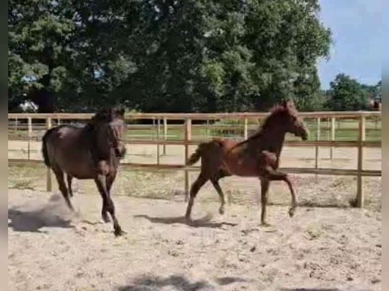 Oldenburg Mare 1 year 15 hh Chestnut-Red in Westoverledingen