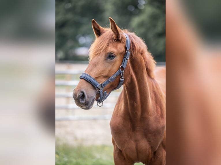 Oldenburg Mare 1 year 15 hh Chestnut-Red in Westoverledingen