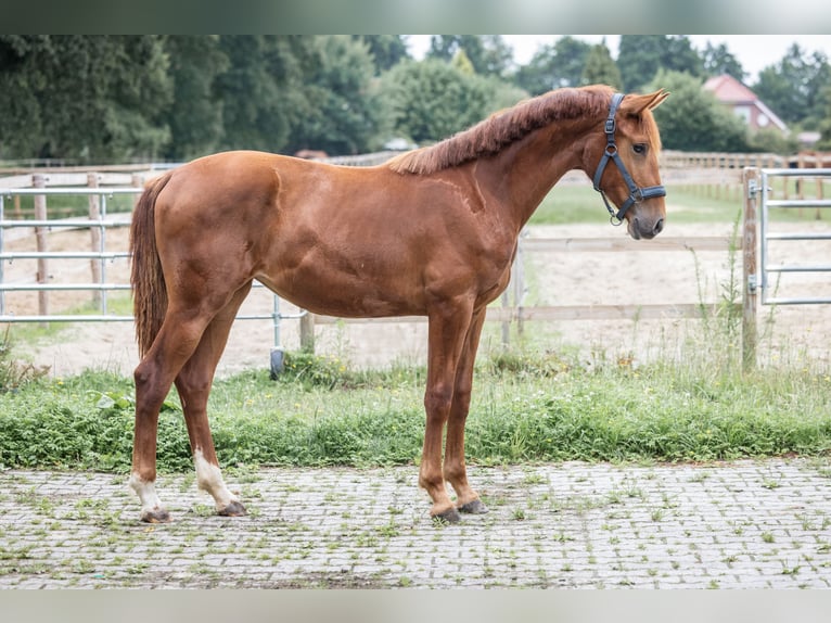 Oldenburg Mare 1 year 15 hh Chestnut-Red in Westoverledingen
