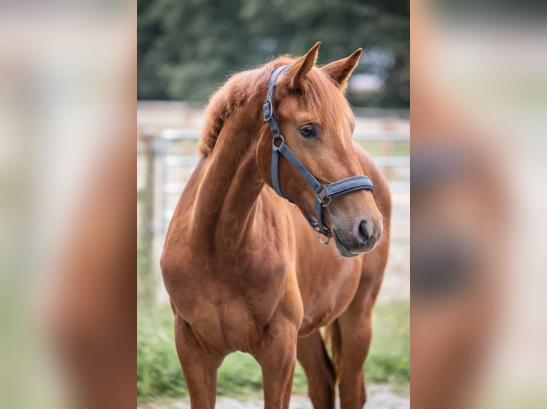 Oldenburg Mare 1 year 15 hh Chestnut-Red in Westoverledingen