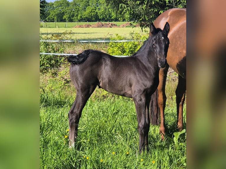 Oldenburg Mare 1 year 16.1 hh Bay-Dark in Westerstede