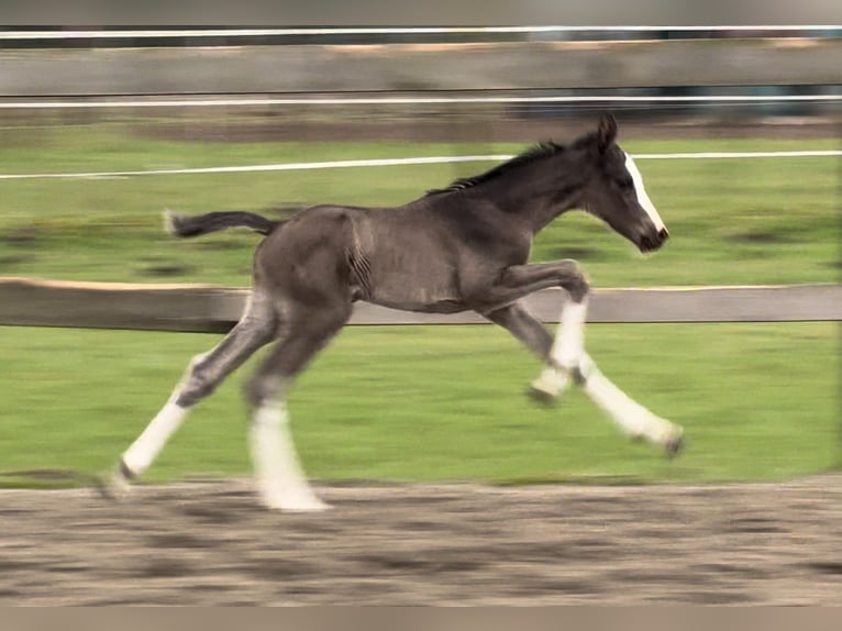 Oldenburg Mare 1 year 16,1 hh Black in Bramsche