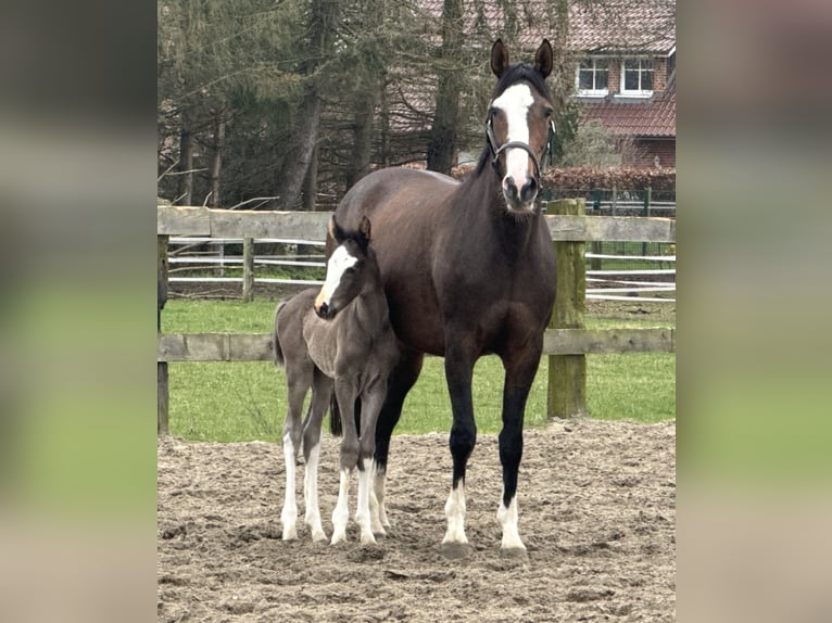 Oldenburg Mare 1 year 16,1 hh Black in Bramsche