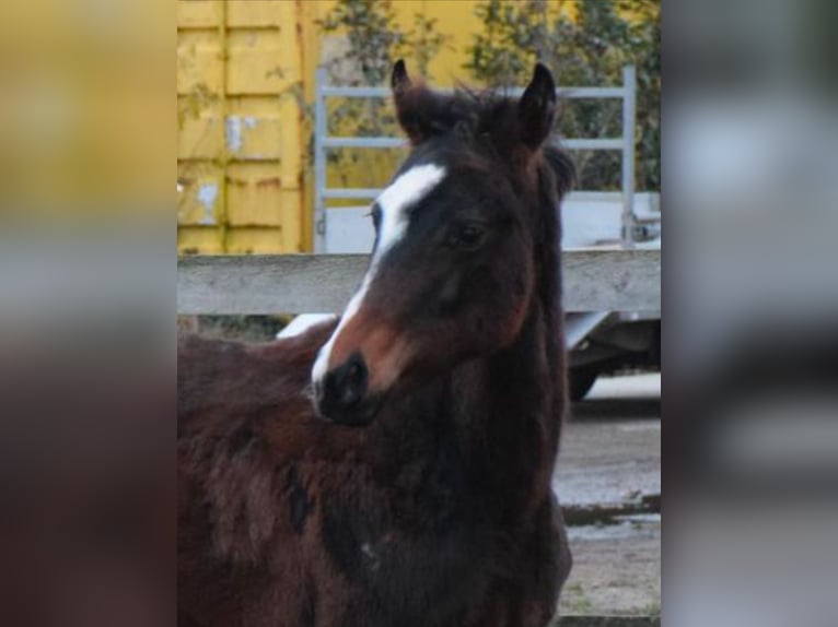 Oldenburg Mare 1 year 16,1 hh Brown in breendonk