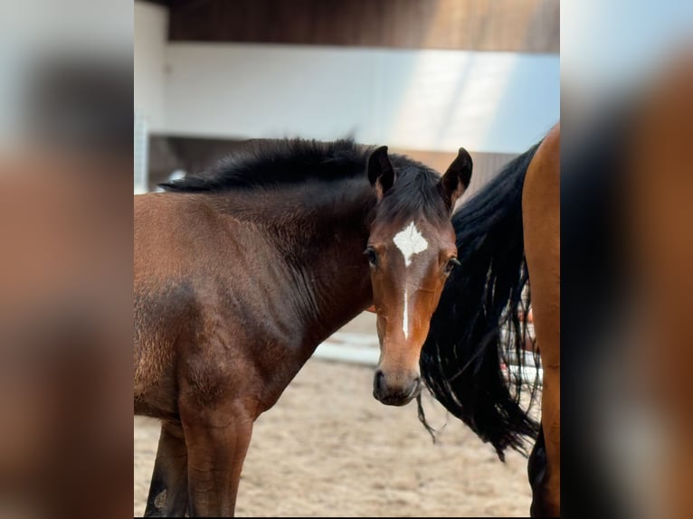 Oldenburg Mare 1 year 16,1 hh Brown in Bramsche