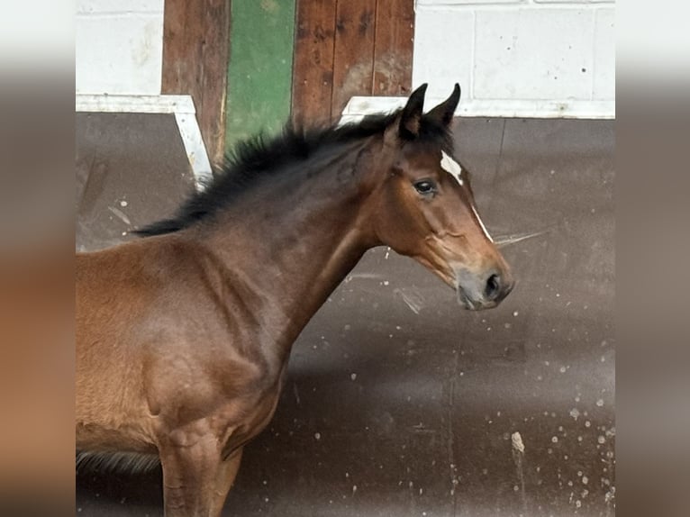 Oldenburg Mare 1 year 16,1 hh Brown in Bramsche