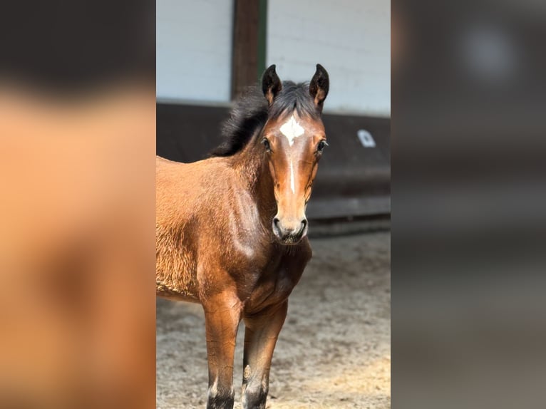 Oldenburg Mare 1 year 16,1 hh Brown in Bramsche