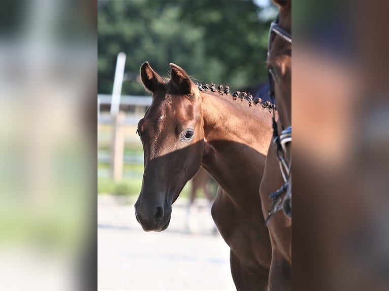 Oldenburg Mare 1 year 16,1 hh Chestnut in Wittmund