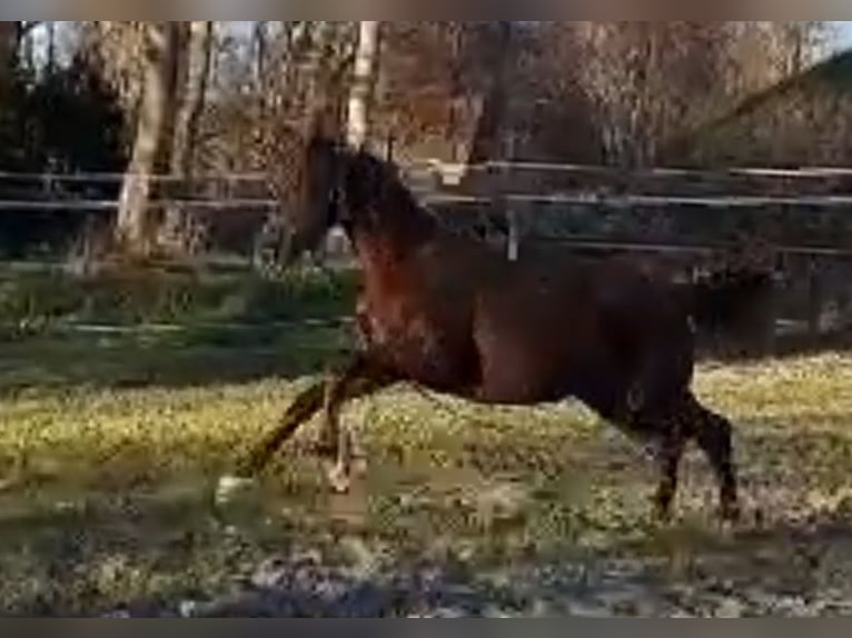 Oldenburg Mare 1 year 16,1 hh Chestnut in Wittmund