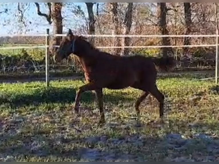 Oldenburg Mare 1 year 16,1 hh Chestnut in Wittmund