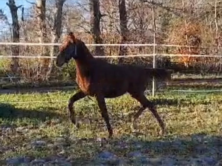 Oldenburg Mare 1 year 16,1 hh Chestnut in Wittmund