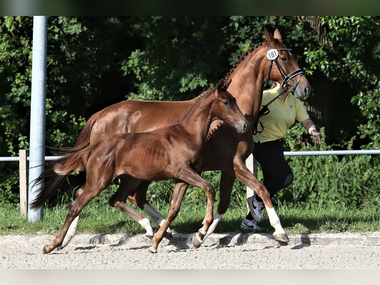 Oldenburg Mare 1 year 16,1 hh Chestnut in Wittmund