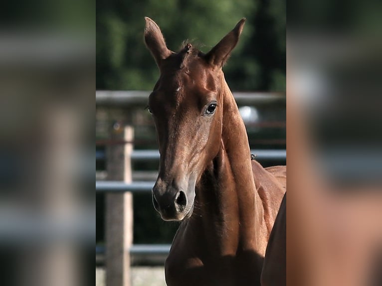 Oldenburg Mare 1 year 16,1 hh Chestnut in Wittmund