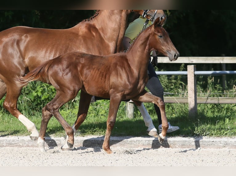 Oldenburg Mare 1 year 16,1 hh Chestnut in Wittmund