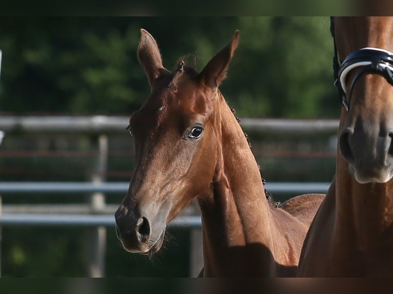 Oldenburg Mare 1 year 16,1 hh Chestnut in Wittmund