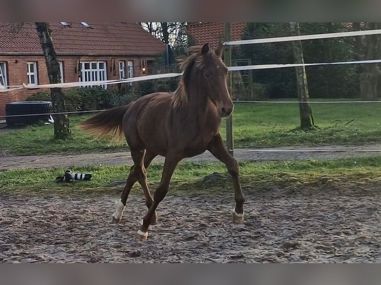 Oldenburg Mare 1 year 16,1 hh Chestnut in Wittmund