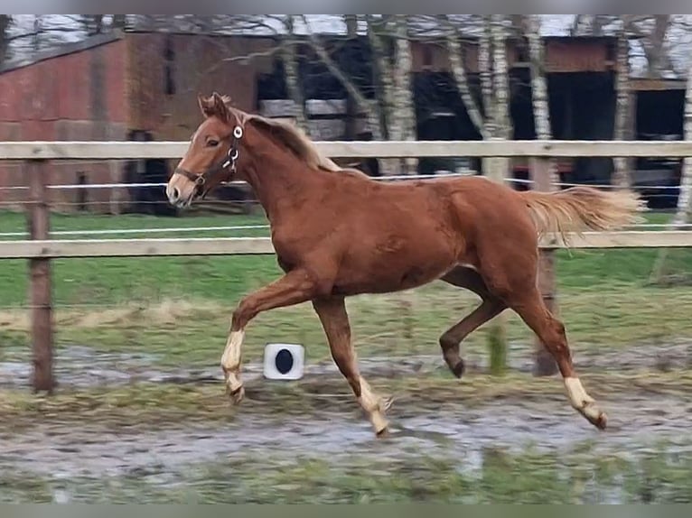 Oldenburg Mare 1 year 16.1 hh  in Wittmund