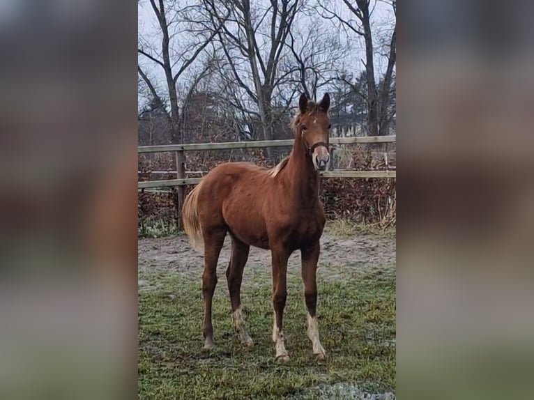 Oldenburg Mare 1 year 16.1 hh  in Wittmund