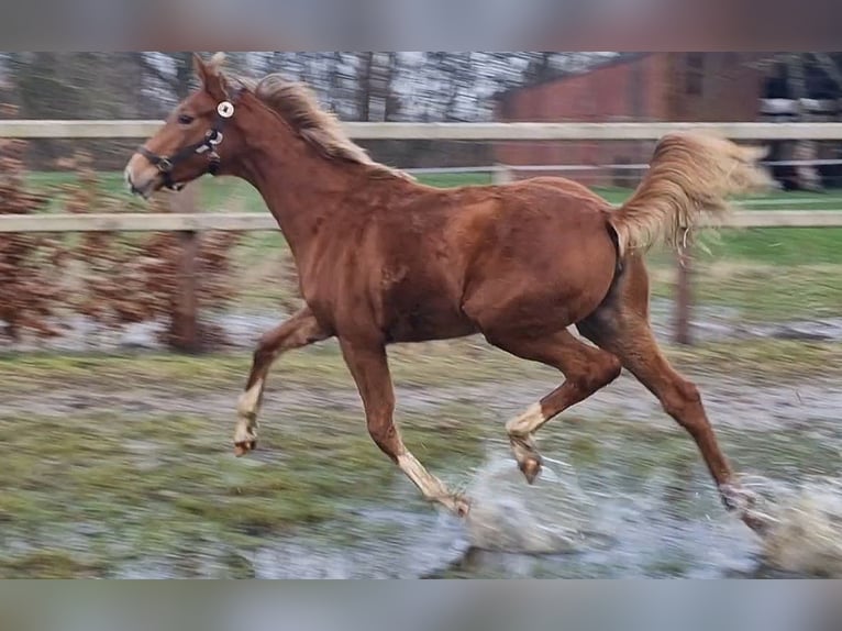 Oldenburg Mare 1 year 16.1 hh  in Wittmund