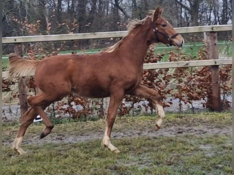 Oldenburg Mare 1 year 16.1 hh  in Wittmund