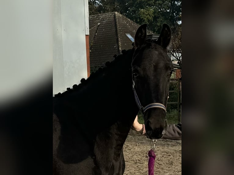 Oldenburg Mare 1 year 16,1 hh Smoky-Black in Bad Zwischenahn