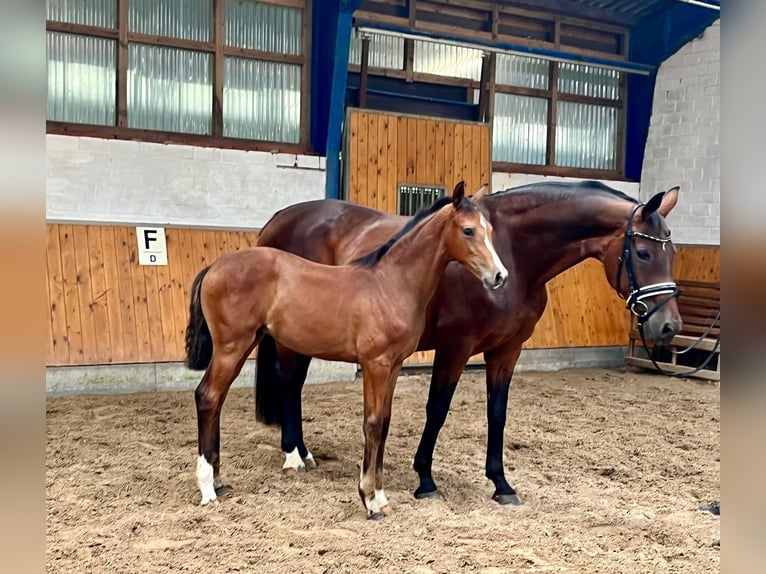 Oldenburg Mare 1 year 16,2 hh Bay-Dark in Visbek