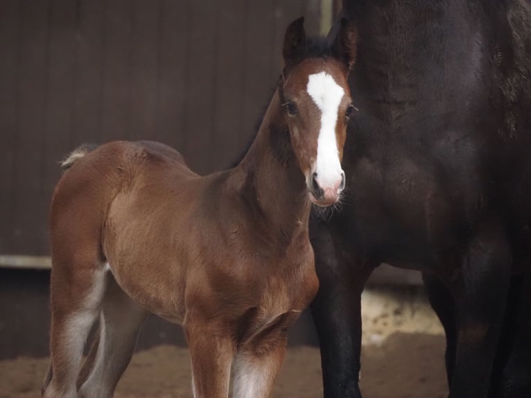 Oldenburg Mare 1 year 16,2 hh Bay-Dark in Bramsche