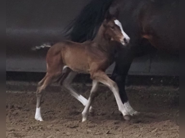 Oldenburg Mare 1 year 16,2 hh Bay-Dark in Bramsche