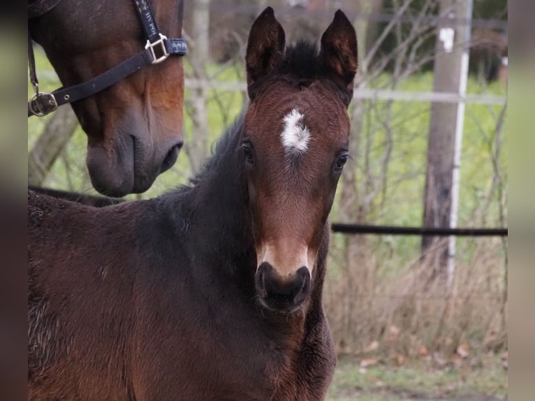 Oldenburg Mare 1 year 16,2 hh Bay-Dark in Bramsche