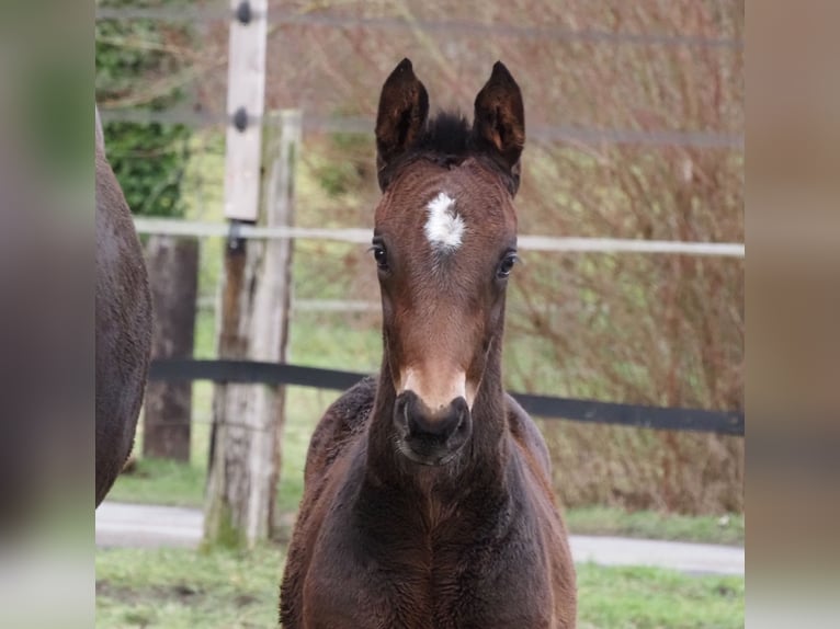 Oldenburg Mare 1 year 16,2 hh Bay-Dark in Bramsche