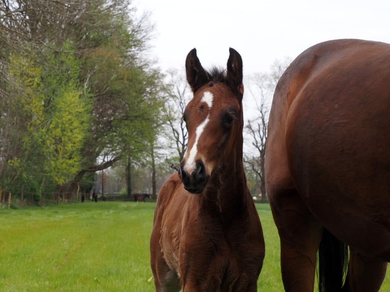 Oldenburg Mare 1 year 16.2 hh Bay-Dark in Bramsche