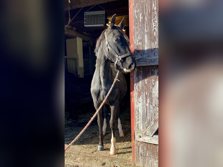 Oldenburg Mare 1 year 16,2 hh Black in Groß Roge