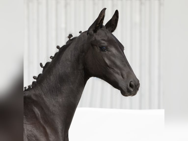 Oldenburg Mare 1 year 16,2 hh Black in Belgern