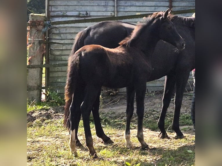 Oldenburg Mare 1 year 16,2 hh Black in Ehrenburg