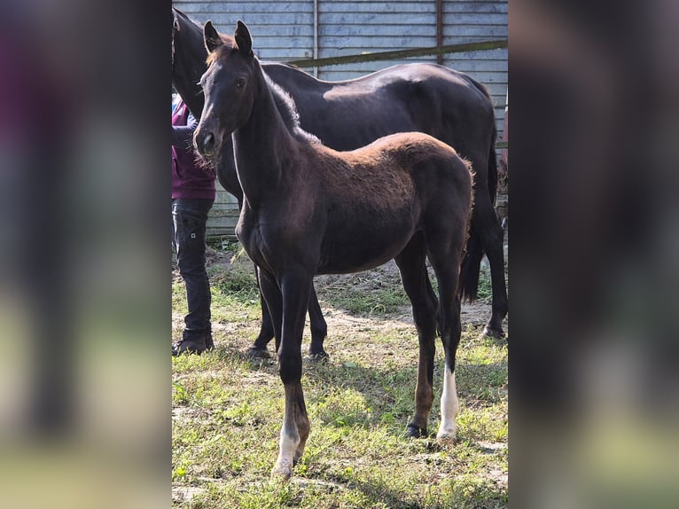 Oldenburg Mare 1 year 16,2 hh Black in Ehrenburg