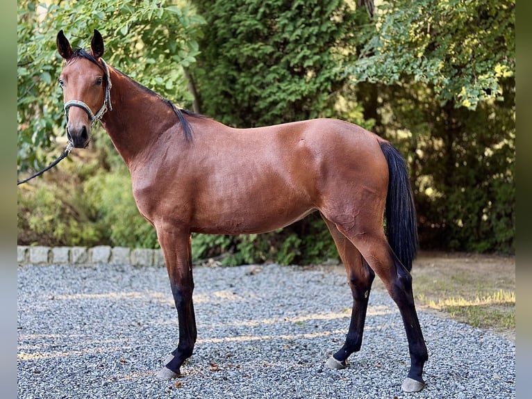 Oldenburg Mare 1 year 16,2 hh Brown in Radostowice