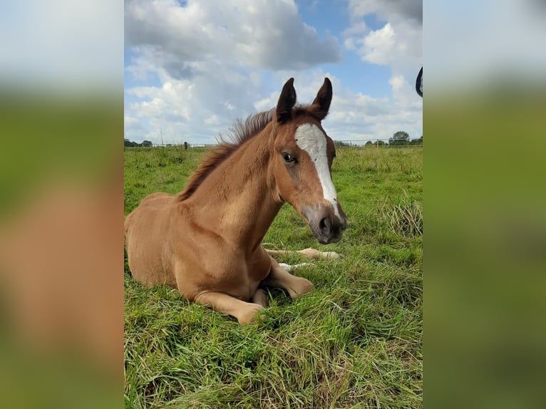 Oldenburg Mare 1 year 16,2 hh Chestnut in Laag-Keppel