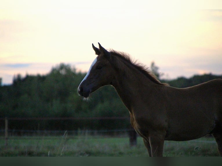 Oldenburg Mare 1 year 16,2 hh Chestnut in Laag-Keppel