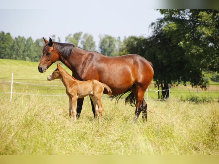 Oldenburg Mare 1 year 16,2 hh Chestnut in Laag-Keppel