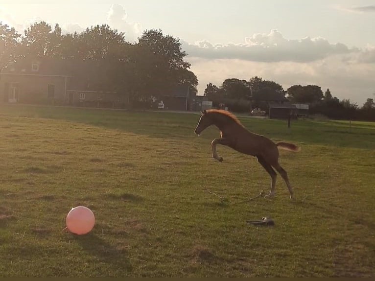 Oldenburg Mare 1 year 16,2 hh Chestnut in Laag-Keppel