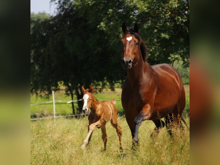 Oldenburg Mare 1 year 16,2 hh Chestnut in Laag-Keppel