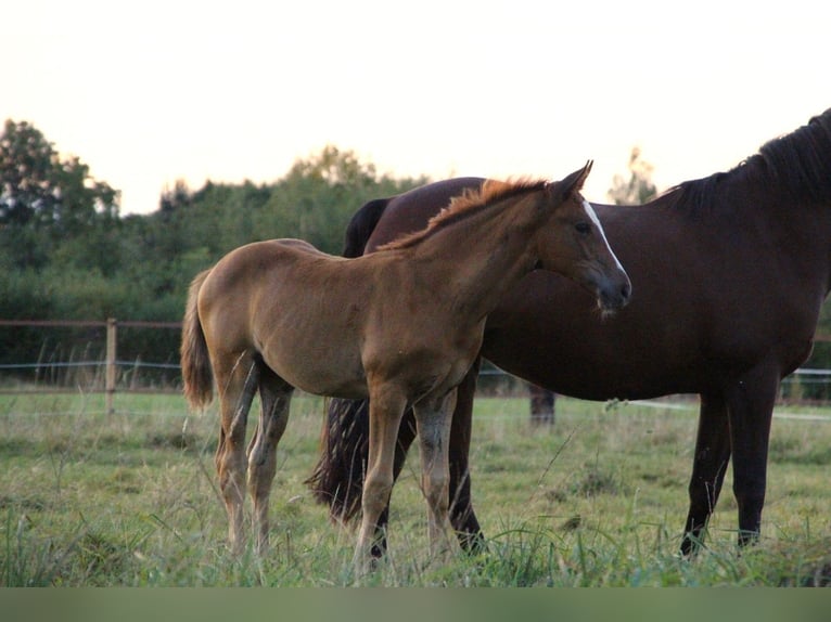 Oldenburg Mare 1 year 16,2 hh Chestnut in Laag-Keppel