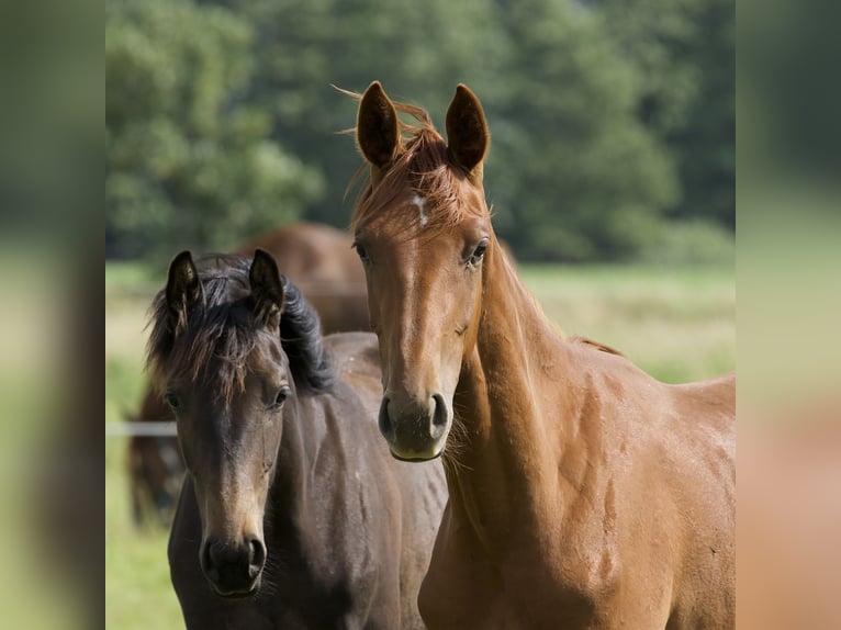 Oldenburg Mare 1 year 16,2 hh Chestnut-Red in Belgern