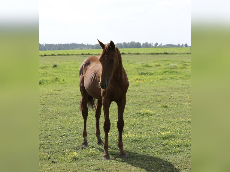 Oldenburg Mare 1 year 16,2 hh Chestnut-Red in Belgern